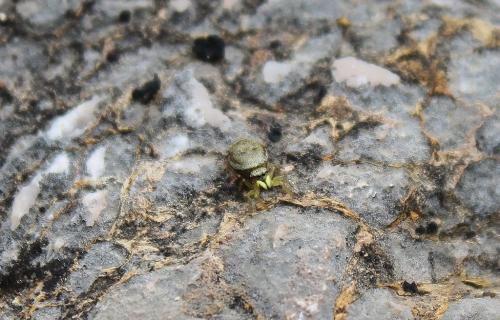 Heliophanus tribulosus